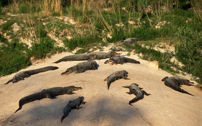 crocodiles, beach, Africa, flock of crocodiles
