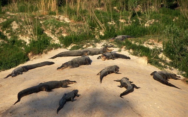 krokodiler, beach, Afrika, flock av krokodiler