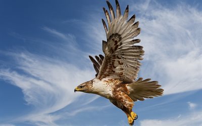 Falcon, flight, predatory bird, USA