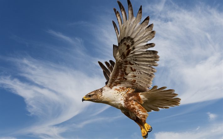 Falcon, lento, saalistava lintu, USA