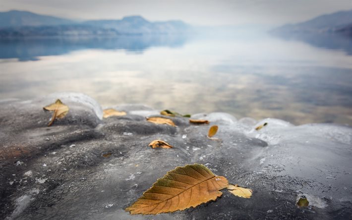 ghiaccio, foglie, lago, lago ghiacciato