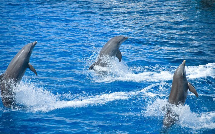 Delfiner, vatten, delfinariet, pool