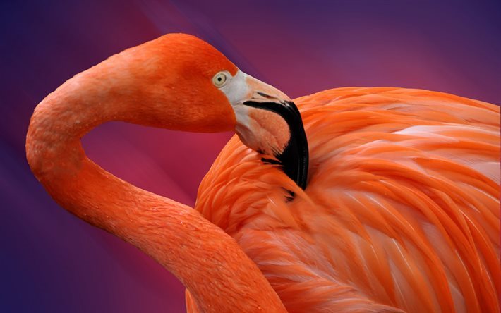 طيور النحام الوردي, طائر جميل, فلامنغو