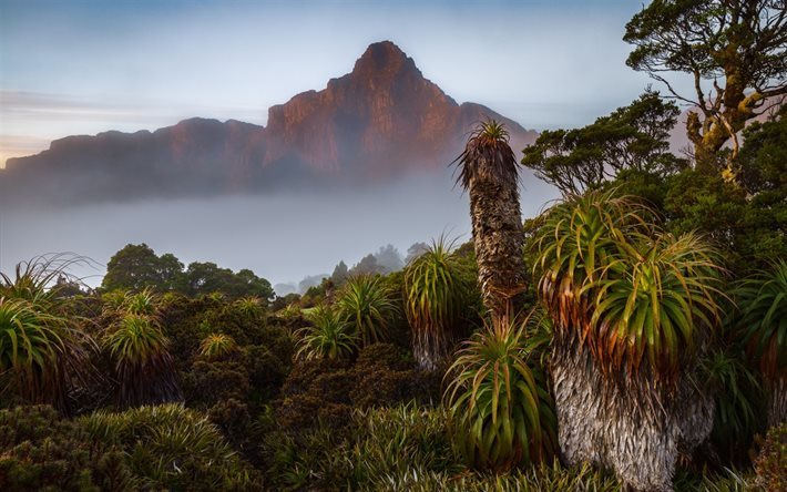 la puesta del sol, monta&#241;as, niebla, helechos, Australia, Tasmania, en el Sur Oeste del Parque Nacional