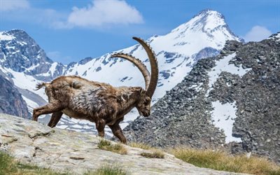 mountain goat, mountain landscape, horns, rocks