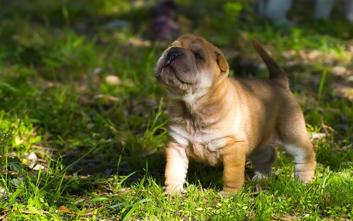 shar pei, 小さな茶色のパピー, かわいい動物たち, 緑の芝生, 小型犬