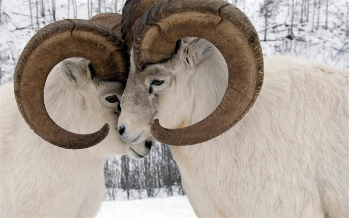 Le mouflon de Dall, thinhorn des moutons, des montagnes, parc national, Yukon, Canada