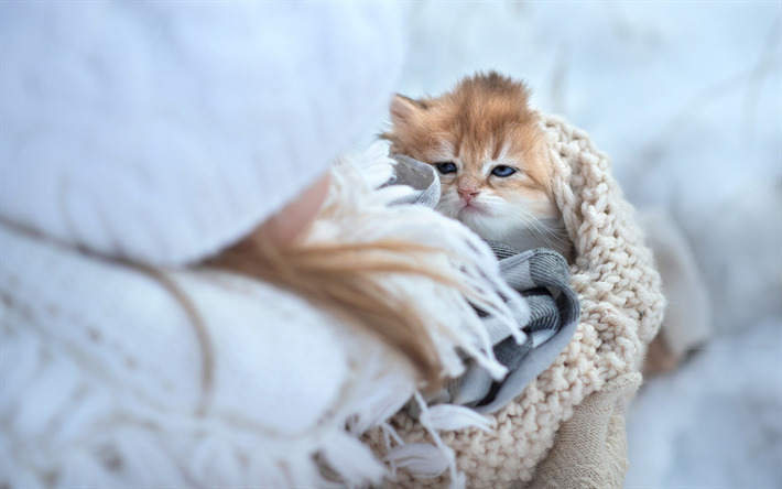 ダウンロード画像 小さな赤い猫 冬 かわいい小動物 猫 フリー のピクチャを無料デスクトップの壁紙