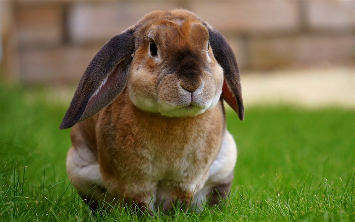 gran conejo, verde hierba, animales dom&#233;sticos, animales lindos, grandes largas orejas de conejo