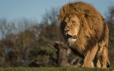 big lion, sunset, Africa, wildlife, predator, dangerous animals, lions