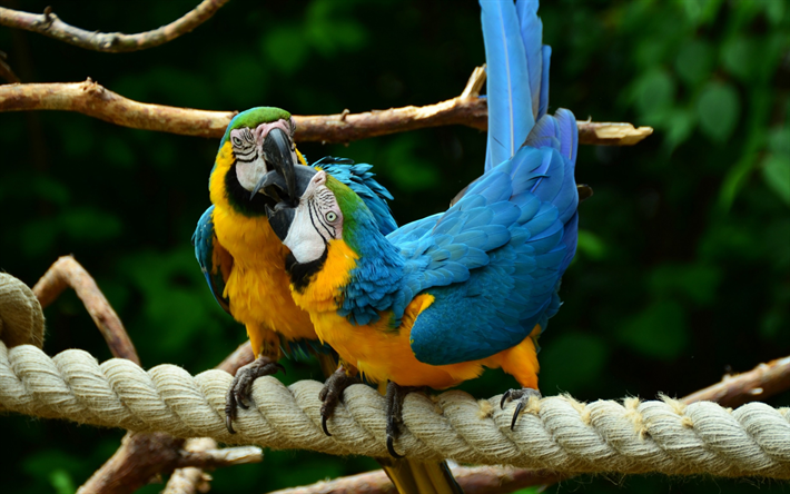 El azul y amarillo guacamayo, aves tropicales, loros, guacamayos