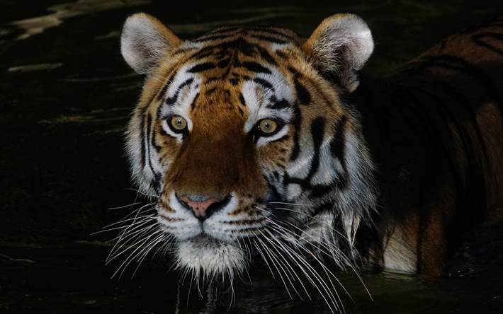 tiger, river, Intia, wildlife, predator