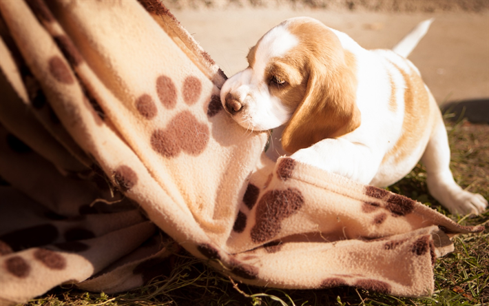 Beagle, pequeno filhote de cachorro, c&#227;o bonito, animais de estima&#231;&#227;o, Ingl&#234;s Beagle