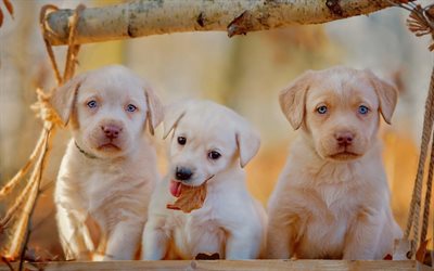 小labradors, ゴールデンレトリーバー, 子犬, かわいい子犬, ペット, labradors