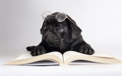 french bulldog, book, pets, puppy, dogs, black french bulldog, cute animals, bulldogs