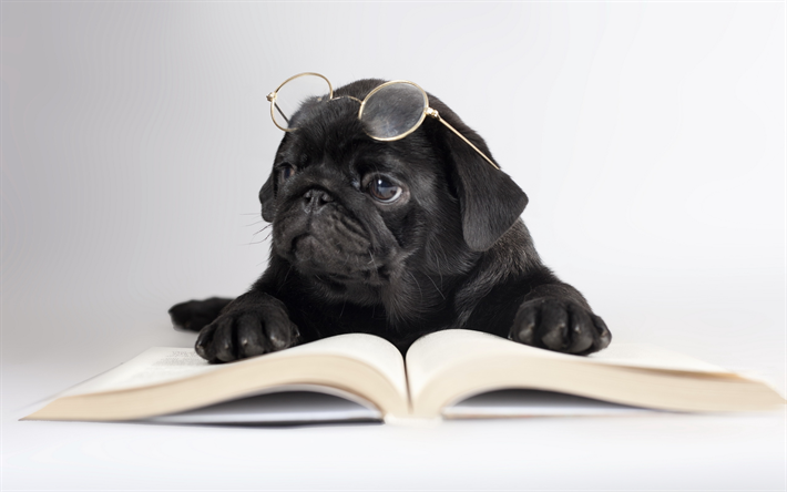bulldog franc&#234;s, livro, animais de estima&#231;&#227;o, filhote de cachorro, cachorros, preto bulldog franc&#234;s, animais fofos, bulldogs