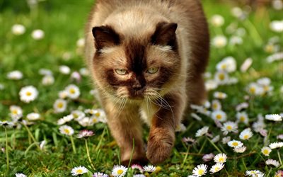 Gato British shorthair, gato marrom, grama verde, animais de estima&#231;&#227;o