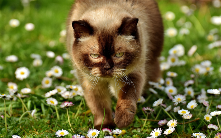 イギリスshorthair猫, 茶色の猫, 緑の芝生, ペット