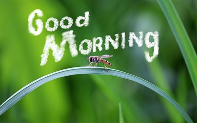 guten morgen, 4k -, kreativ -, insekten -, pflanzen -, kunst -, blur