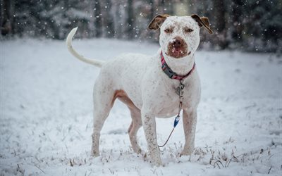 American Pit Bull Terrier, 4k, winter, pets, dogs, Pit Bull Terrier