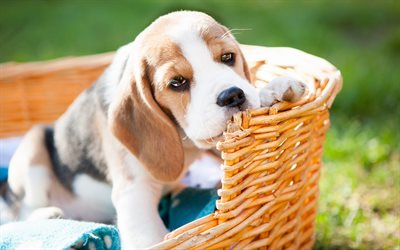 beagle, small puppy, basket, cute dogs, pets