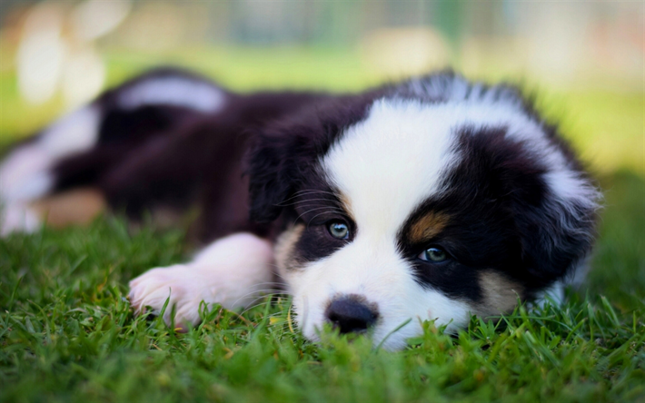 Australian Shepherd Dog, Aussie, white puppy, small fluffy dog, cute animals, pets