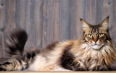 maine coon, big fluffy cat, cute animals, domestic cats