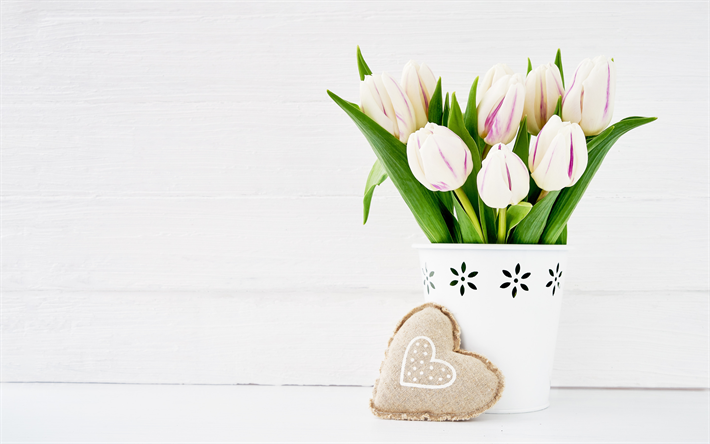 tulipas brancas, cora&#231;&#227;o, flores da primavera, 8 de mar&#231;o, feriado, flores brancas, tulipas