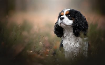 Cavalier King Charles Spaniel, cute dog, black and white dog, pets, dogs