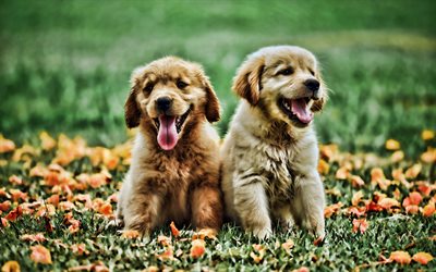 Golden Retriever, 4k, puppies, bokeh, dogs, pets, small labrador, Golden Retriever Dog, cute animals