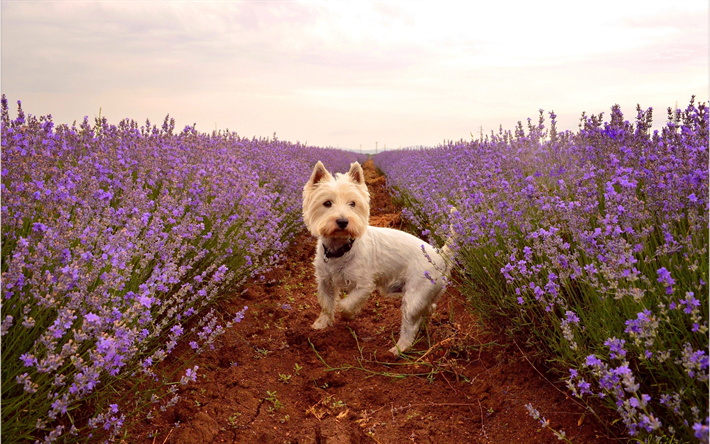 west highland white terrier, lockigen hund, haustiere, niedliche tiere, hunde, lavendelfeld, poltalloch terrier, roseneath terrier