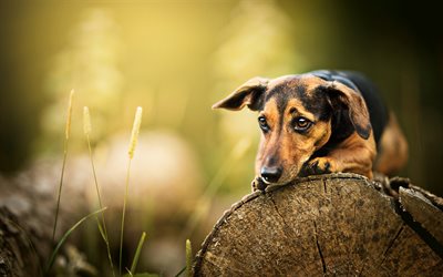 triste dachshund, bokeh, floresta, cachorros, c&#227;o bonito, brown dachshund, close-up, dachshund, animais de estima&#231;&#227;o, animais fofos, Dachshund C&#227;o