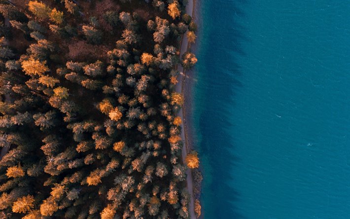 forest aerial view, coast view from above, forest, coast, trees, autumn