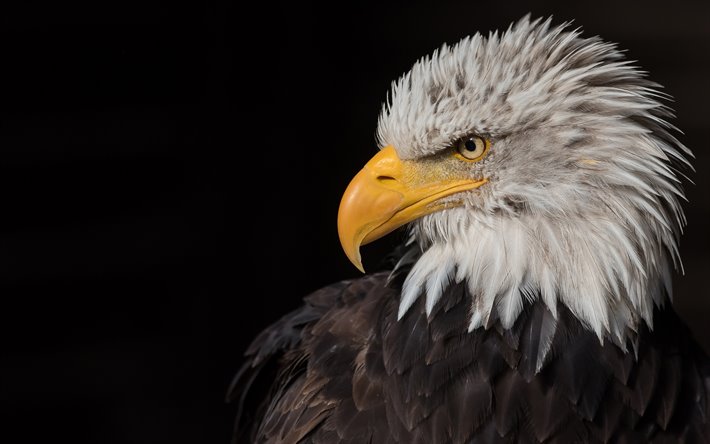 bald eagle, predator, bird of prey, North America, eagle, symbol of the USA, beautiful bird