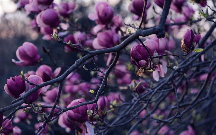 magnolia, spring flowering, purple flowers, spring, flowering magnolia, garden, spring flowers