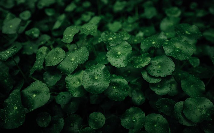 green leaves texture, leaves with drops, eco backgrounds, green leaves, natural textures, leaves
