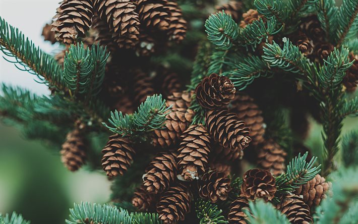 cones on the tree, forest, tree, cones, spruce branch, cones on spruce branch