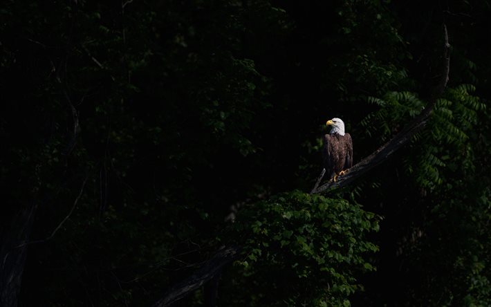 Aquila calva, aquila su un ramo, aquila, rapaci, aquile, Nord America, Stati Uniti d&#39;America