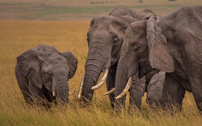 fil ailesi, k&#252;&#231;&#252;k fil, Afrika, yaban hayatı, vahşi hayvanlar, filler, akşam