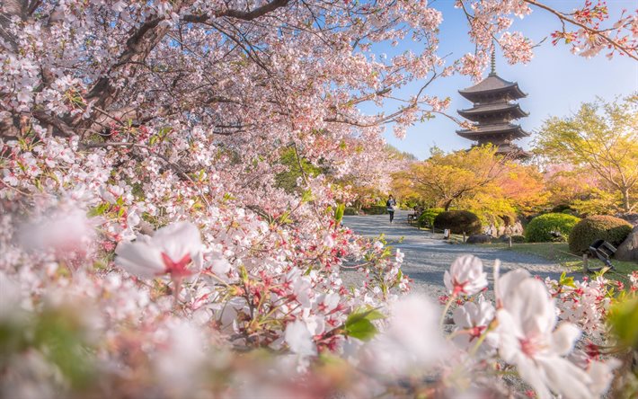 Temple To-ji, printemps, Kyoto, temple bouddhiste, sakura, fleur de cerisier, matin, parc, Japon