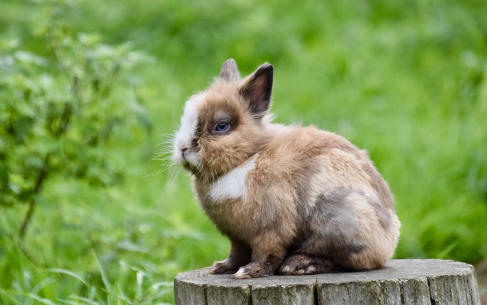 lapin moelleux, animaux mignons, lapins, animaux domestiques, lapin brun, petits animaux