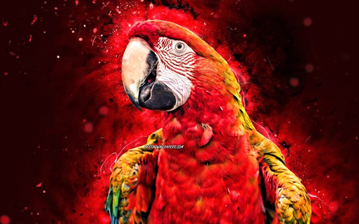 Arara vermelha, 4k, luzes de n&#233;on vermelhas, papagaio vermelho, Ara macao, criativo, papagaios, Ara