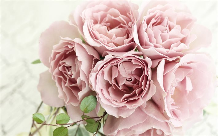 rosas de color rosa, el ramo, close-up