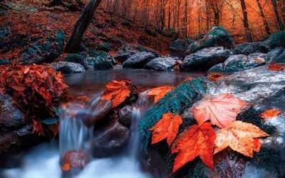 dere, sonbahar, orman, kırmızı yaprak, taş