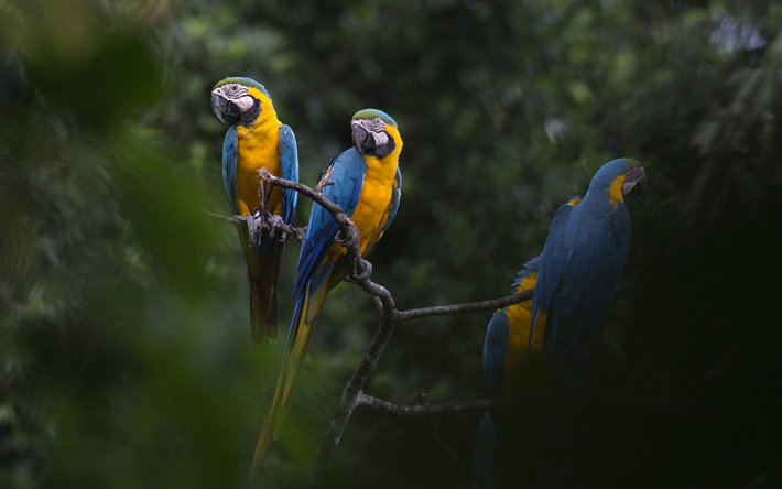 blu e giallo macaw pappagalli, foresta pluviale, splendidi uccelli, uccelli giallo