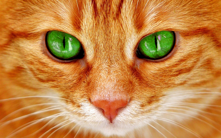 red cat, green cats eyes, pets, cats