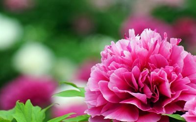 pe&#244;nia, bokeh, flor rosa, desfoque, close-up, lindas flores