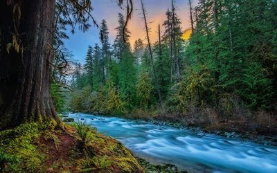 Amerika, river, skogen, Skykomish, Washington, USA