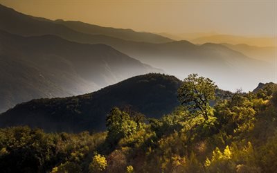 paysage de montagne, for&#234;t, brouillard, matin, lever de soleil, montagnes
