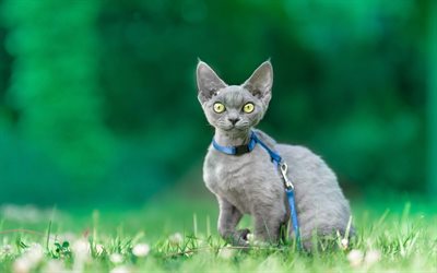 Cornish Rex, el gato gris, animales lindos, verde hierba, de pelo corto gatos, verde, ojos grandes, gatos